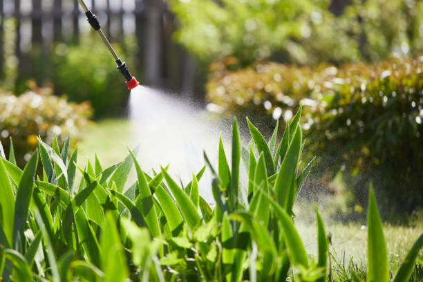 24/7 Emergency Termite Control experts in Patterson, LA